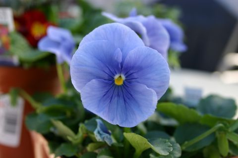 blue-pansy.jpg