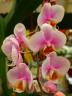 orchid-cluster.jpg