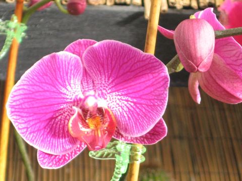 orchid.jpg