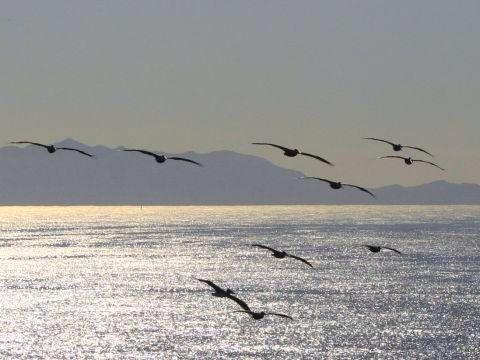 pelican-island.jpg