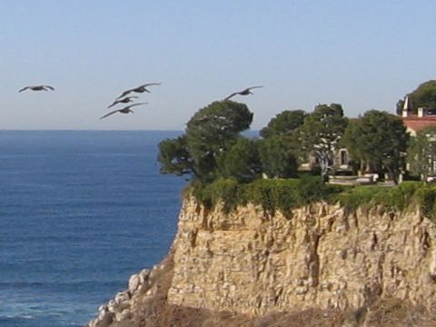 pelicans.jpg