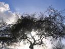 sun-elm.jpg