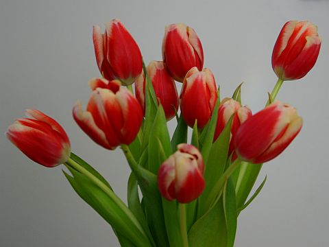 tulips.jpg