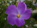 blue hibiscus