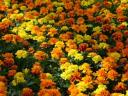 marigolds