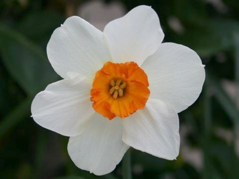 orange cup