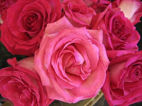 pink roses