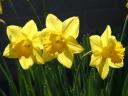 three-daffodils.jpg