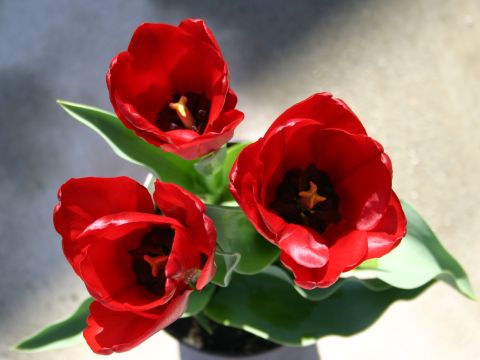 three tulips