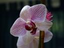 valentine orchid