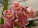 pink-orchids.jpg