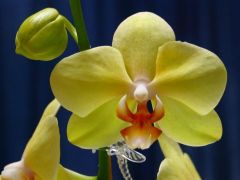 yellow-orchid.jpg