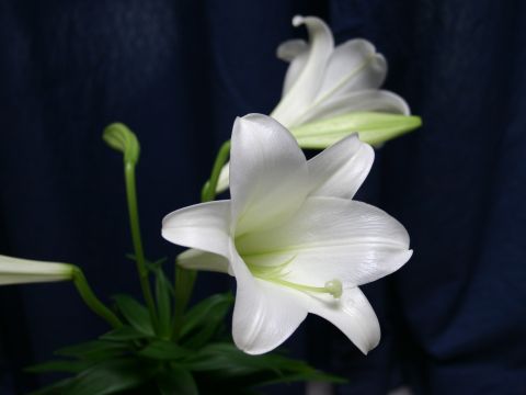 easter-lily.jpg