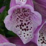 fox-gloves.jpg