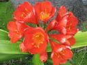 kaffir-lily.jpg