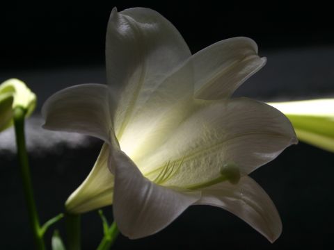 lily glow