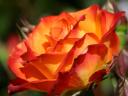 orange-rose