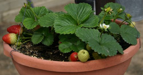 berries-growing.jpg