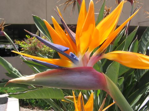 bird-paradise.jpg