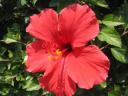 hibiscus-flower