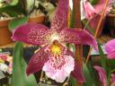 red-orchid.jpg