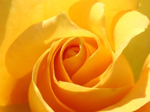 yellow-rose