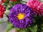 aster-dwarf