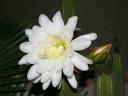 cereus-blooms