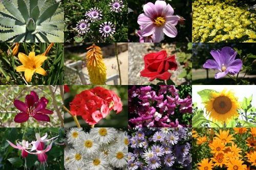 garden-collage.jpg