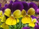 little-flowers
