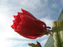 red-epiphyllum.jpg