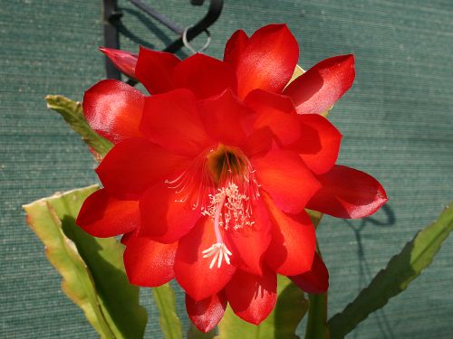 red-epiphyllum