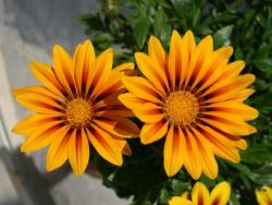 striped-gazania.jpg