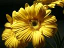 yellow-gerbera