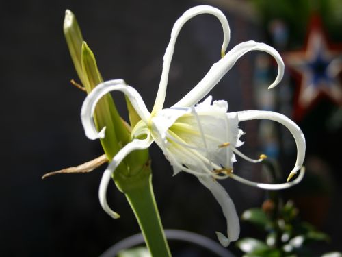 alien-lily.jpg