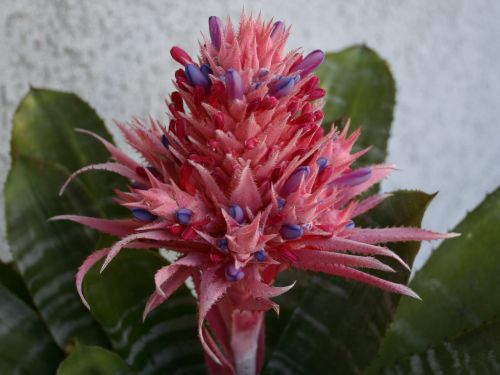 bromeliad-bloom.jpg