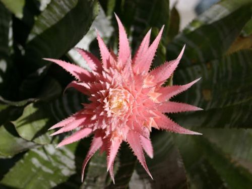 bromeliad