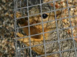 caged-squirrel.jpg