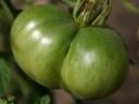 green-tomato.jpg