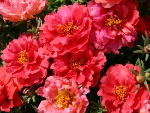 pink-portulacas.jpg