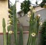 cactus-blossom-profusion.jpg