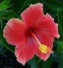 hibiscus-red.jpg