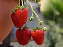 red-strawberries.jpg