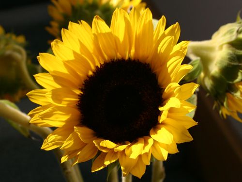 sunflower.jpg
