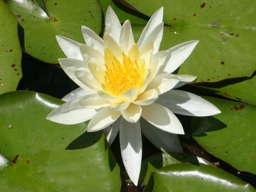 water-lily.jpg