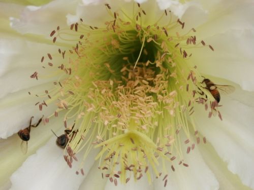 bees-cereus.jpg