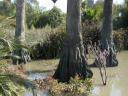 primordial-swamp.jpg