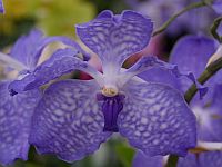 purple-orchid.jpg