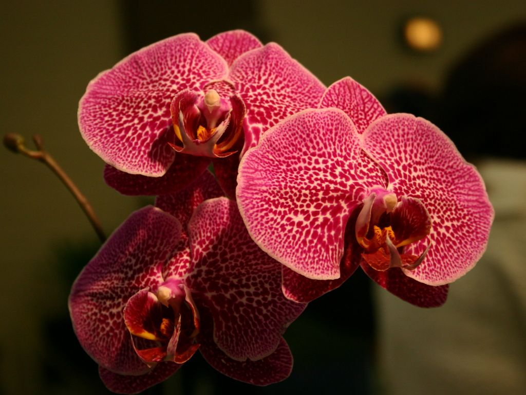red-orange