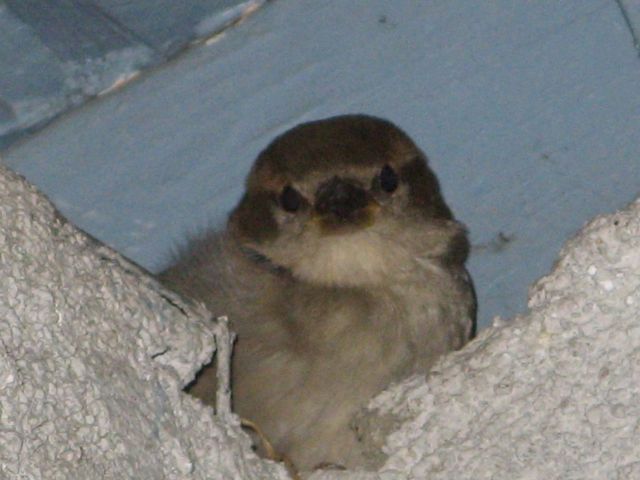 sparrow-chick.jpg